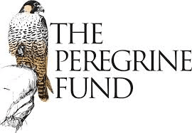 The Peregrine Fund