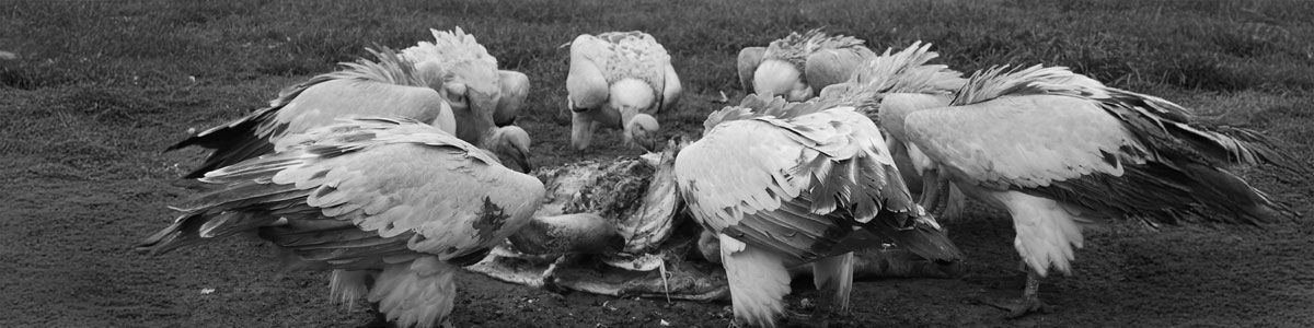 Nature's own cleaning crew