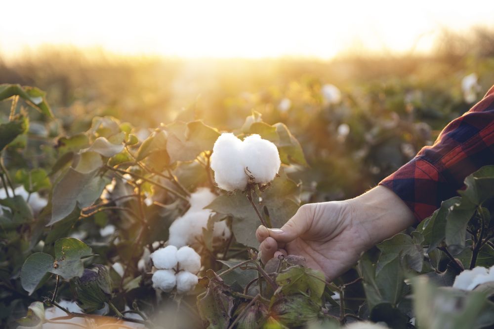 Why Buy Organic Clothing made with Cotton