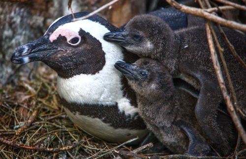 eShop Highlight: Saving Penguins 